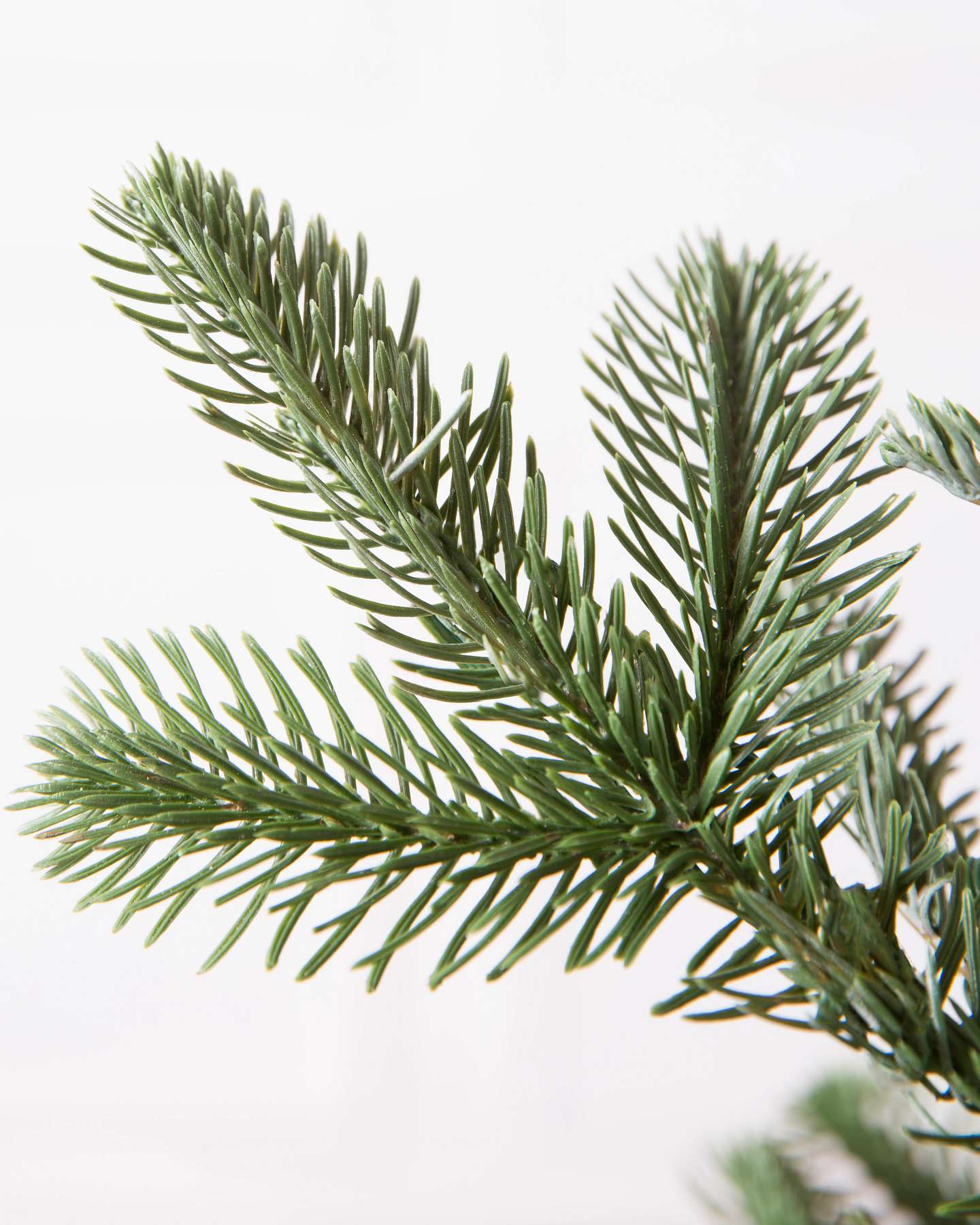 Balsam Hill Baby Nordmann Artificial Christmas Tree Detail