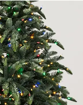 BH Noble Fir Narrow BH Noble Fir Narrow