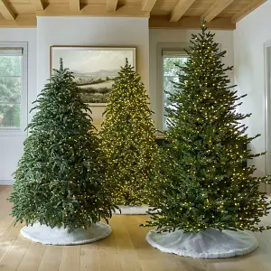 Trees