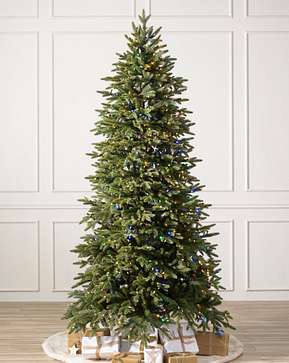 Stratford Spruce Stratford Spruce
