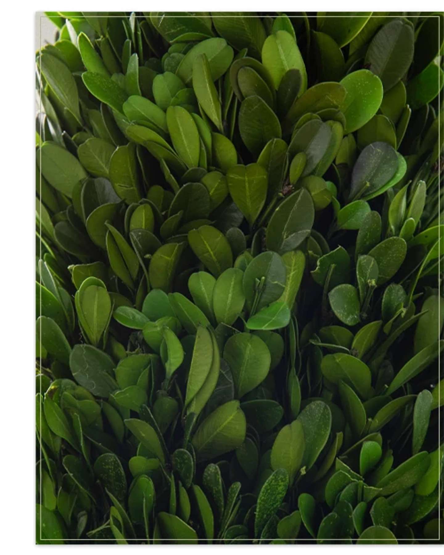 Balsam Hill Preserved Boxwood Regency Artificial Christmas Foliage Product Display