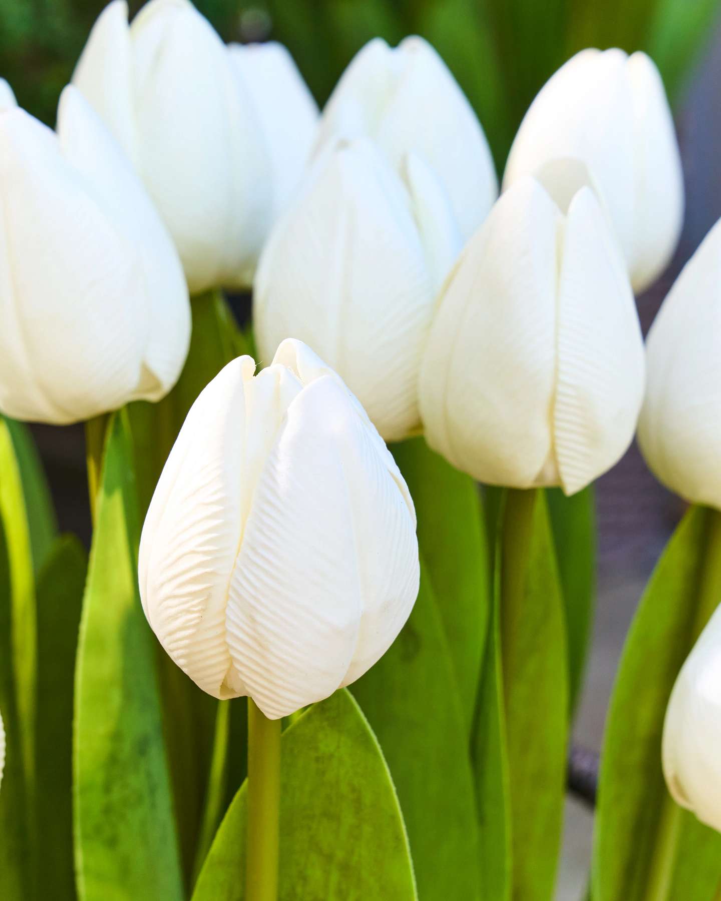 Balsam Hill Ivory Outdoor Tulip Garden Artificial Spring Foliage Closeup Featuring Delicate Petals