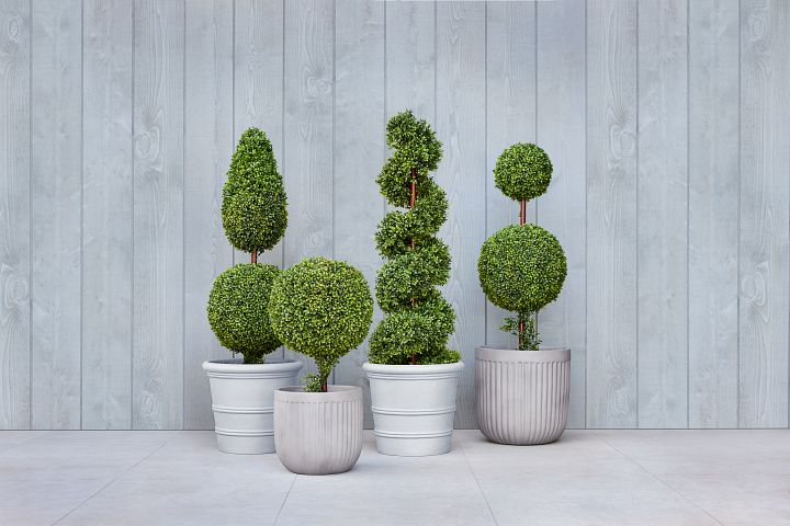 Boxwood topiaries in different styles