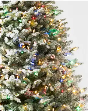 Frosted BH Balsam Fir Frosted BH Balsam Fir