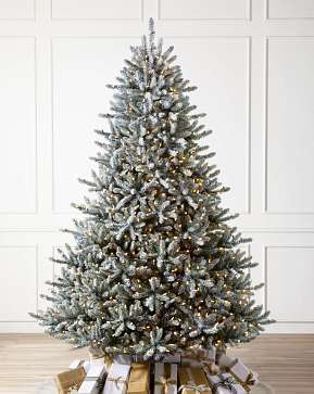 Frosted Classic Blue Spruce Frosted Classic Blue Spruce