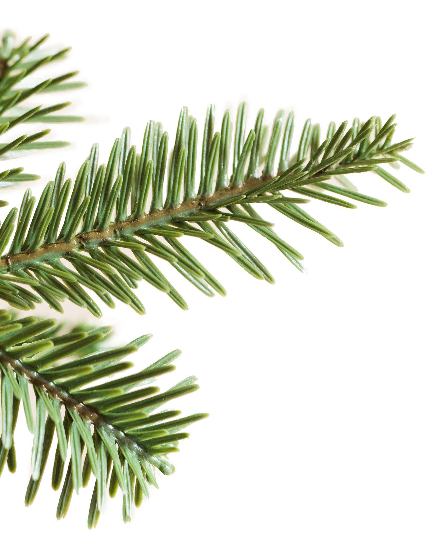 Balsam Hill Alpine Balsam Fir Artificial Christmas Tree Detail