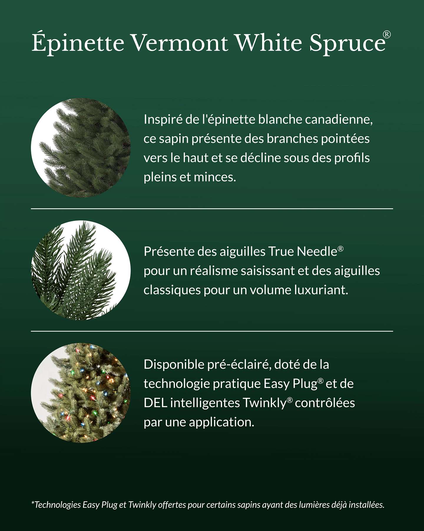 Épinette Vermont White Spruce® de 6,5 pi