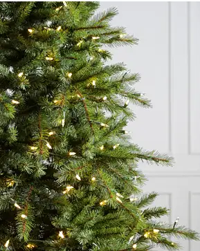 Norwegian Grand Fir Norwegian Grand Fir