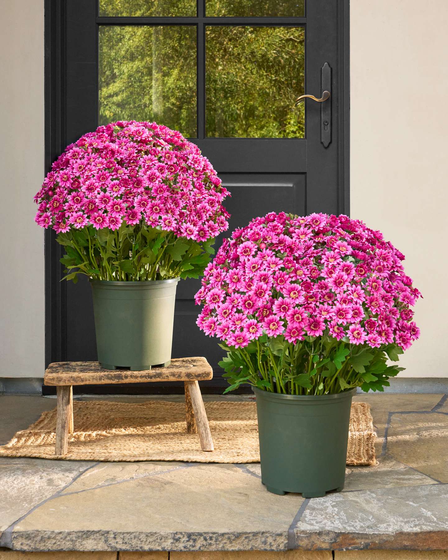 Balsam Hill 24 Inch Outdoor Purple Sunset Mums Potted Artificial Christmas Foliage Set Full View