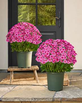 Outdoor Purple Sunset Mums Pot Filler Set Outdoor Purple Sunset Mums Pot Filler Set