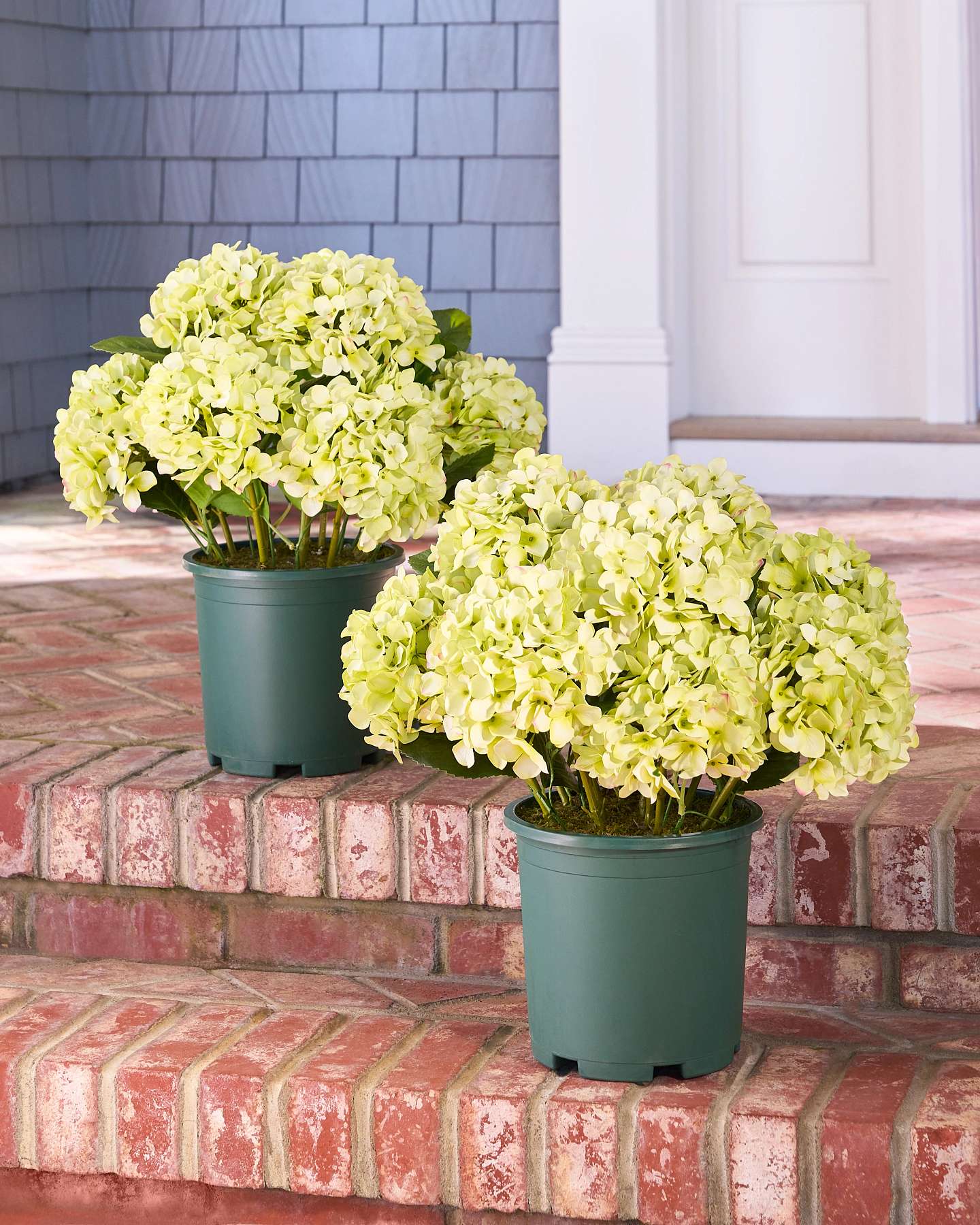 Balsam Hill Green Outdoor Hydrangea Harmony Artificial Spring Foliage Set of 2 Displayed on a Porch Stairs