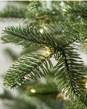 European Fir European Fir