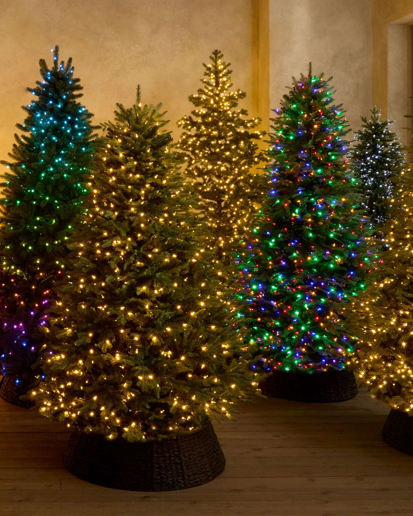 Sapin baumier
