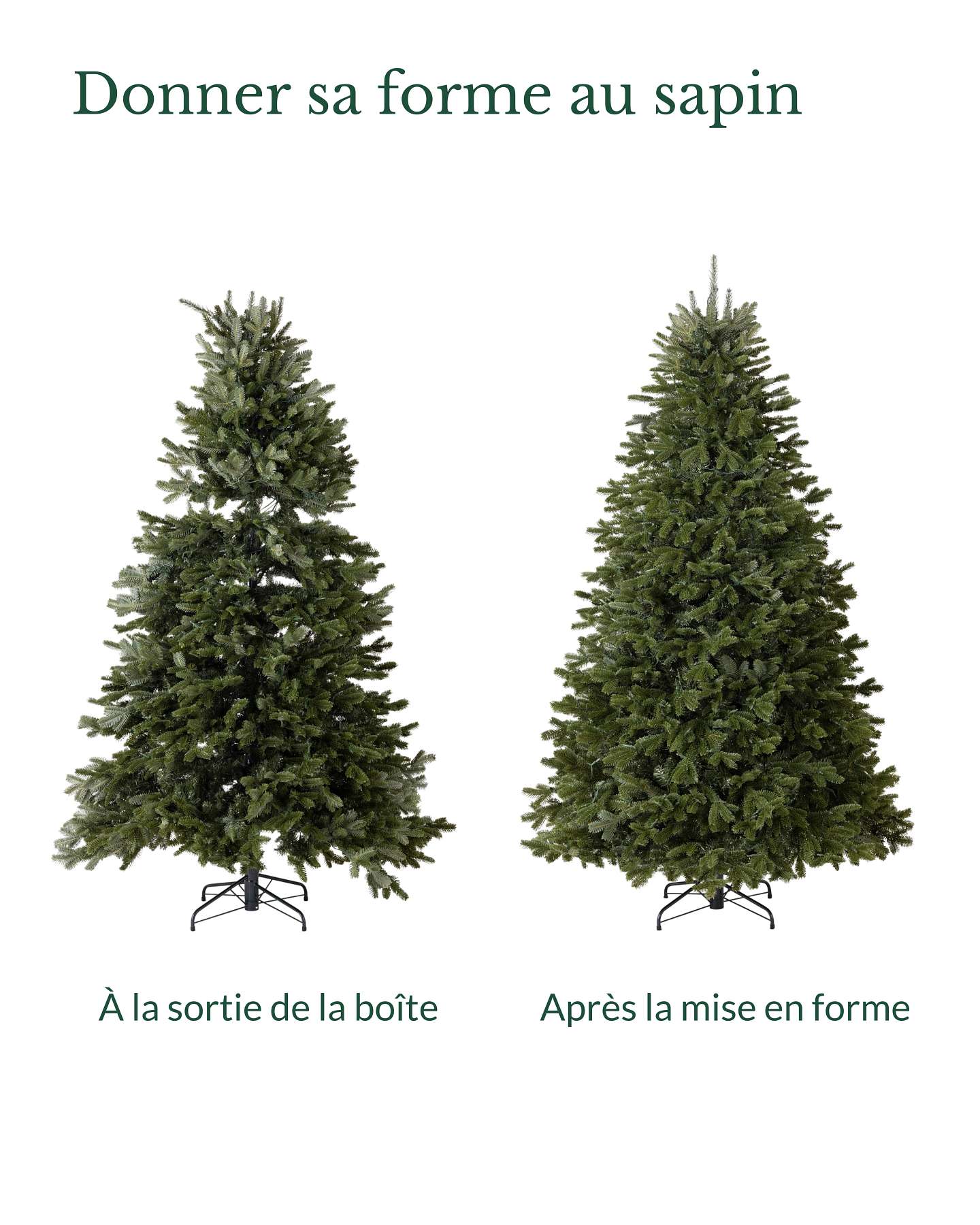 5.5' BH Fraser Fir