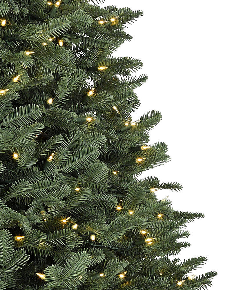 Abies Recurvata Christmas Tree Plug Plants. Canadian Balsam Ernest Fir 