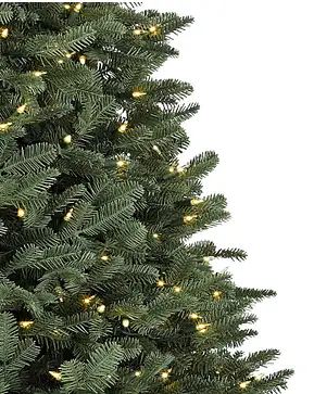 BH Balsam Fir BH Balsam Fir