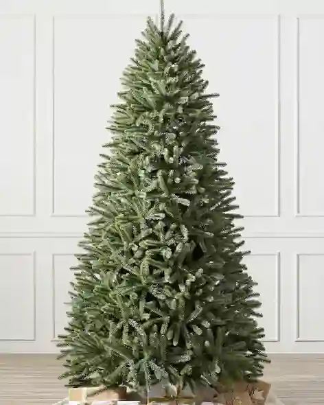 Royal Blue Spruce Child Main by Balsam Hill