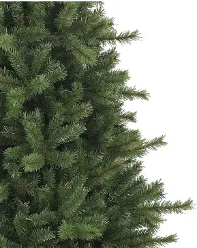 Norwegian Grand Fir Norwegian Grand Fir