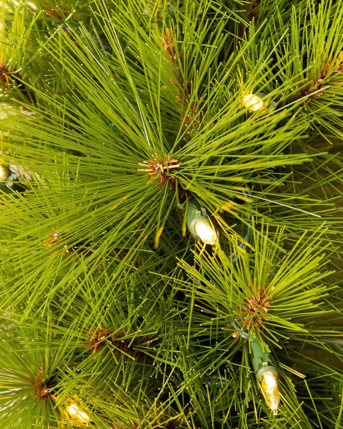 Balsam Hill Monterey Pine Christmas Tree With Soft Green Branches and Tips