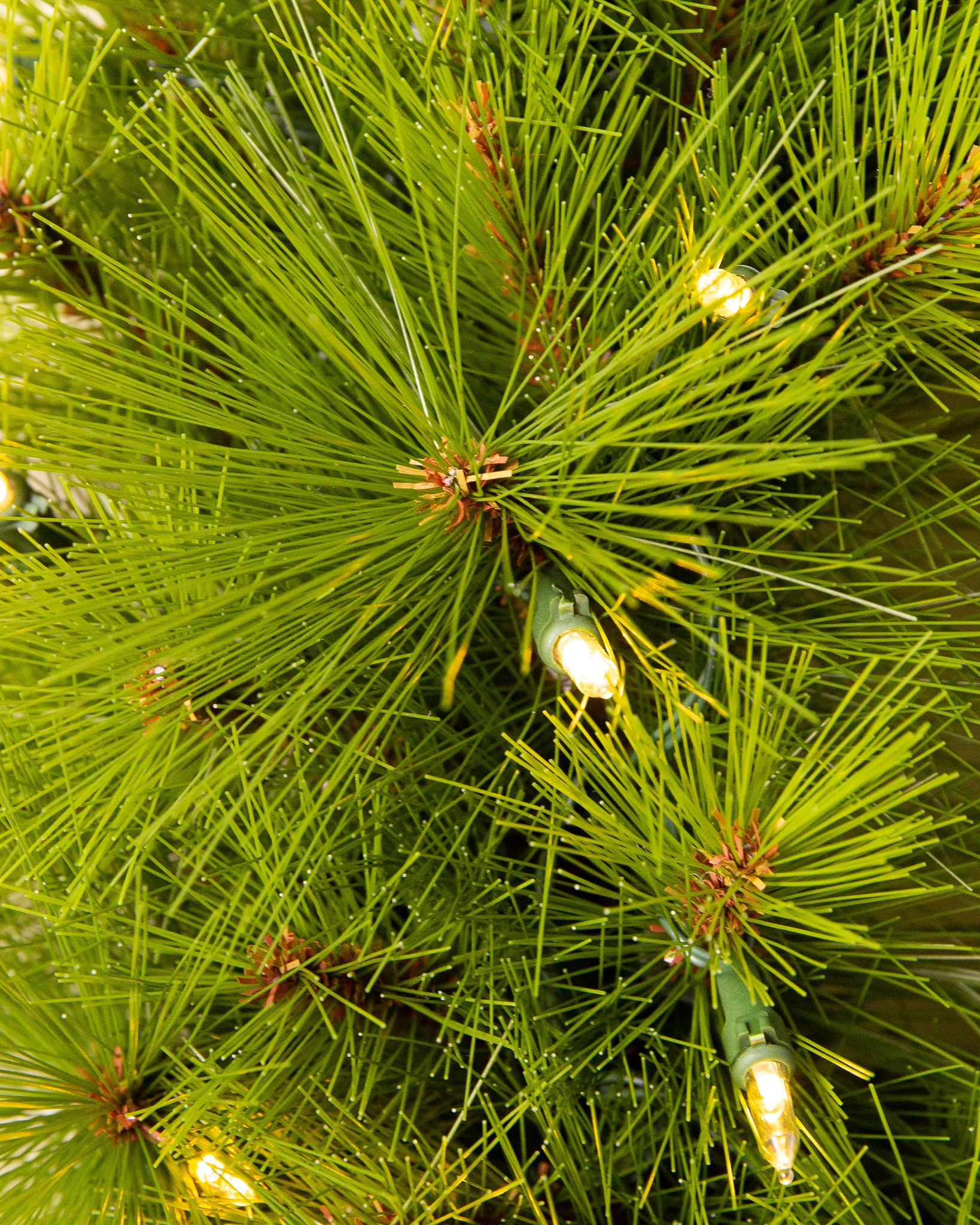 Monterey Pine