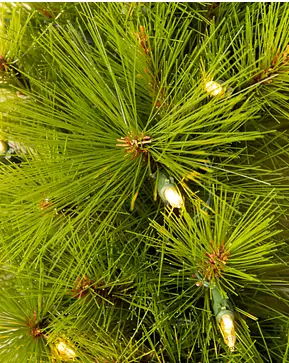 Monterey Pine Monterey Pine