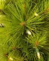 Monterey Pine by Balsam Hill