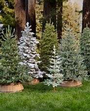 Group of artificial Christmas trees in wooden barrel tree collars displayed outdoors