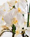 White Phalaenopsis Orchids by Balsam Hill Closeup 10