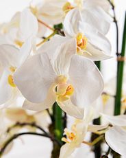 Closeup of an artificial white orchid