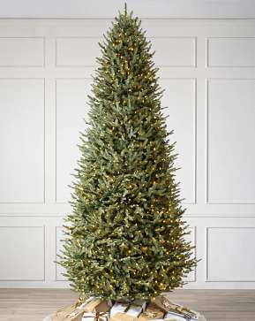 BH Balsam Fir Narrow BH Balsam Fir Narrow