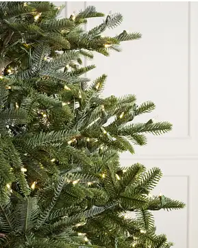 Sapin de Nordmann Sapin de Nordmann
