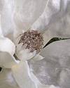 Ivory Magnolia Picks, Set of 12 by Balsam Hill Closeup 10