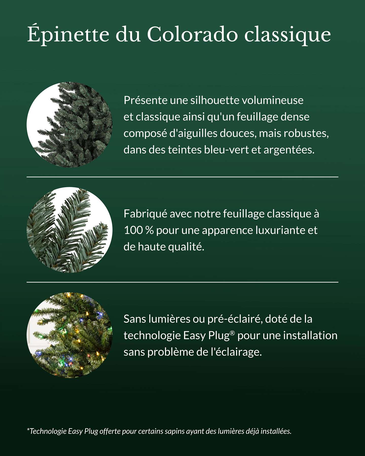 Épinette du Colorado classique de 6,5 pi