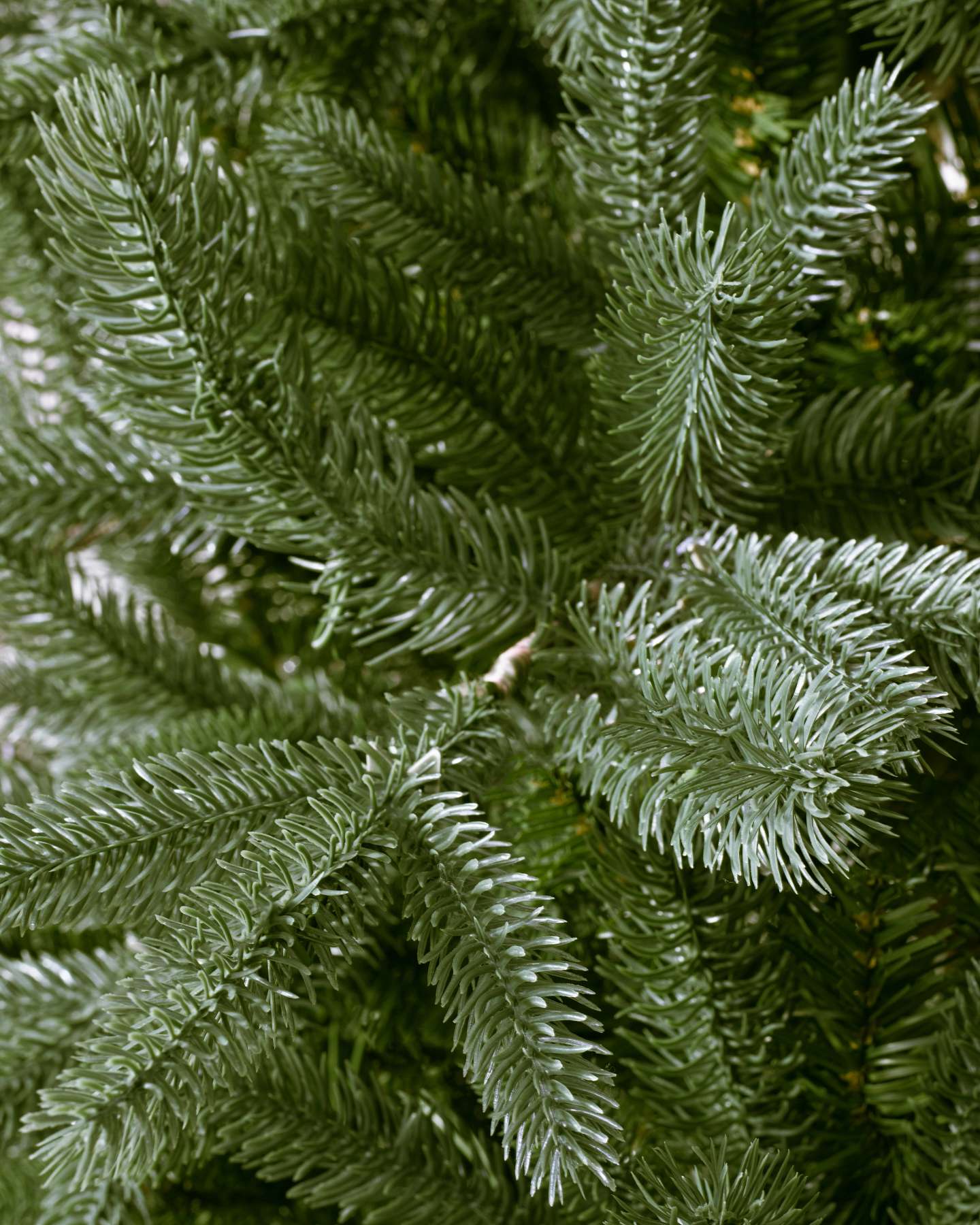 Balsam Hill Saratoga Spruce Artificial Christmas Tree Closeup of Lush Green Branches