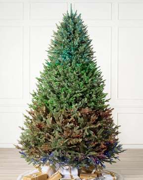 BH Balsam Fir BH Balsam Fir