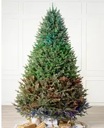 Balsam christmas deals trees with lights