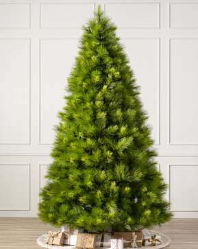 Monterey Pine Monterey Pine