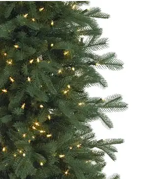 Cathedral Fir Cathedral Fir