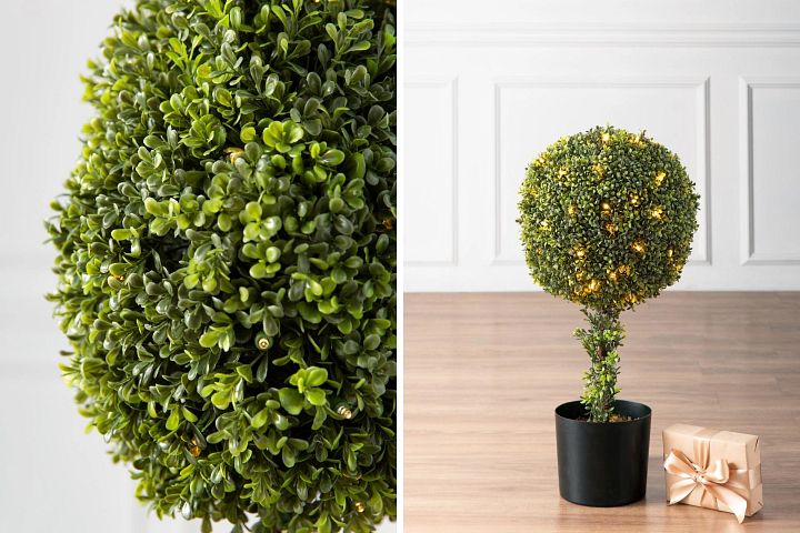 A collage of photos showing an indoor house plant