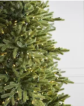 BH Norway Spruce BH Norway Spruce