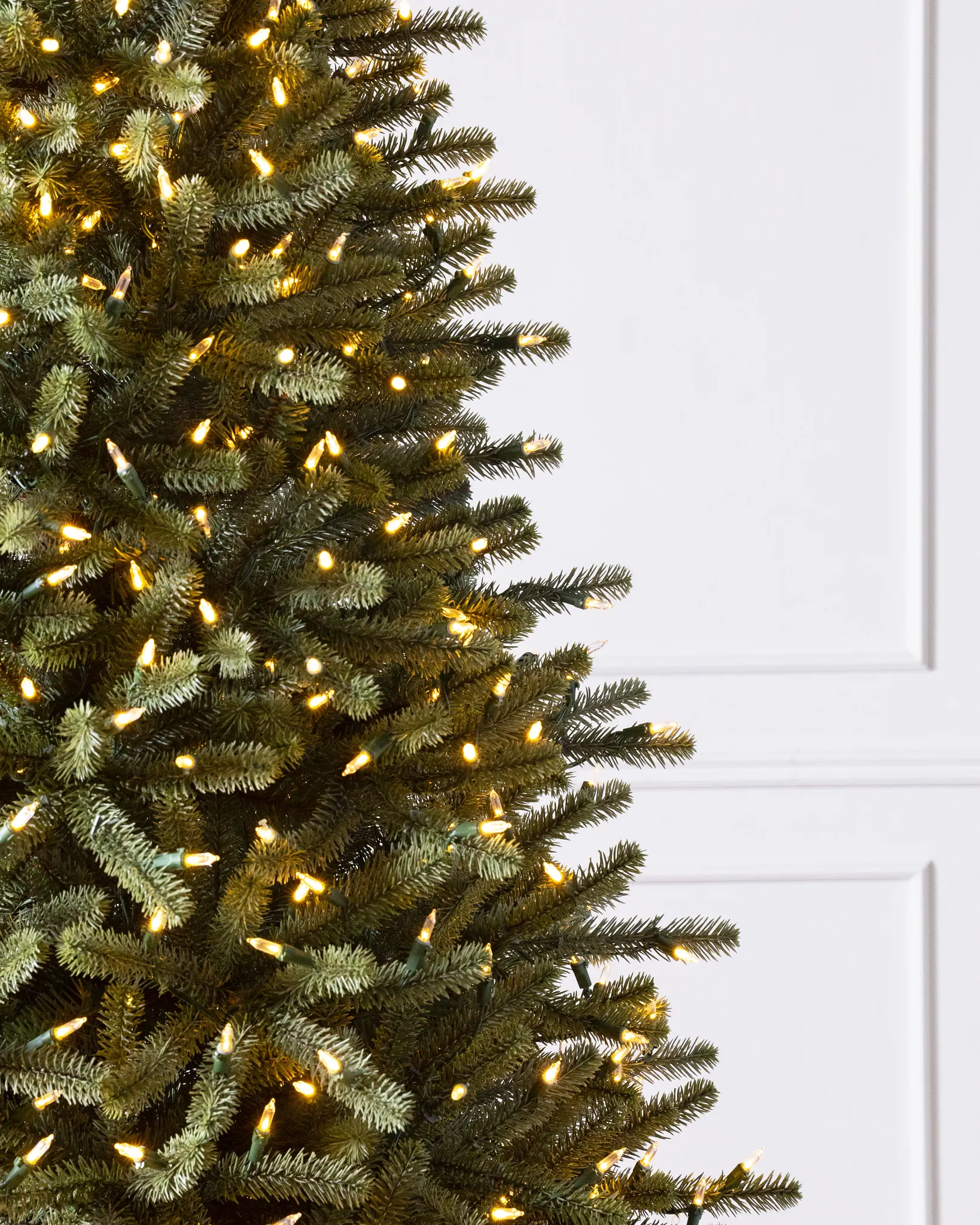 Royal Blue Spruce