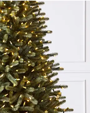 Royal Blue Spruce Royal Blue Spruce