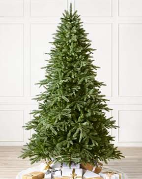 Saratoga Spruce Saratoga Spruce