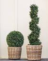 Outdoor LED Cypress Topiary by Balsam Hill Lifestyle 10