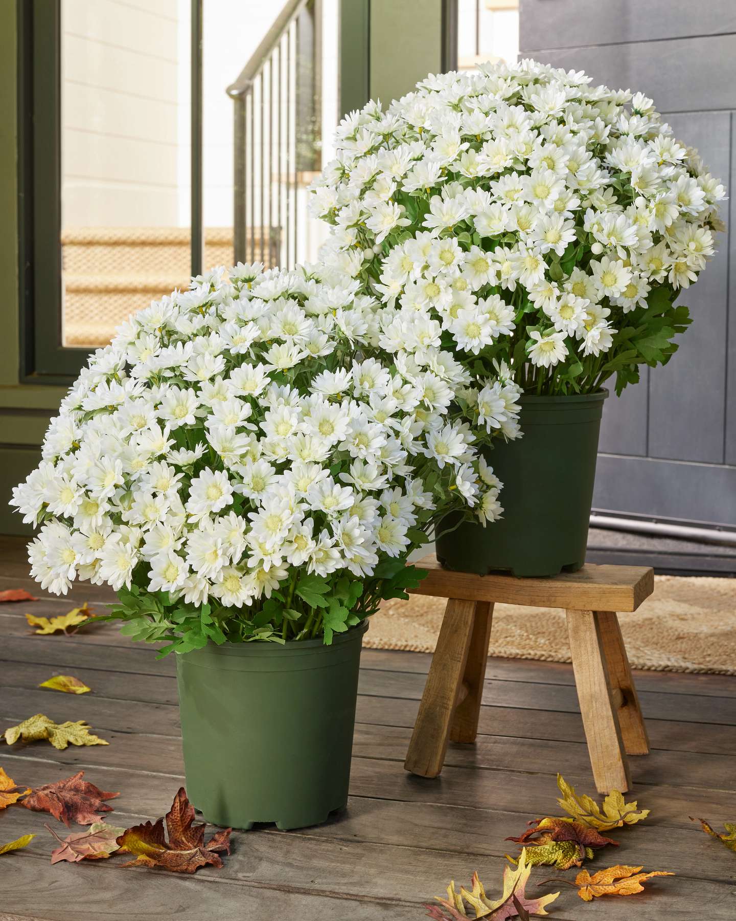 Balsam Hill Ivory Outdoor Sunset Mums Pot Fillers Set of 2 Front View