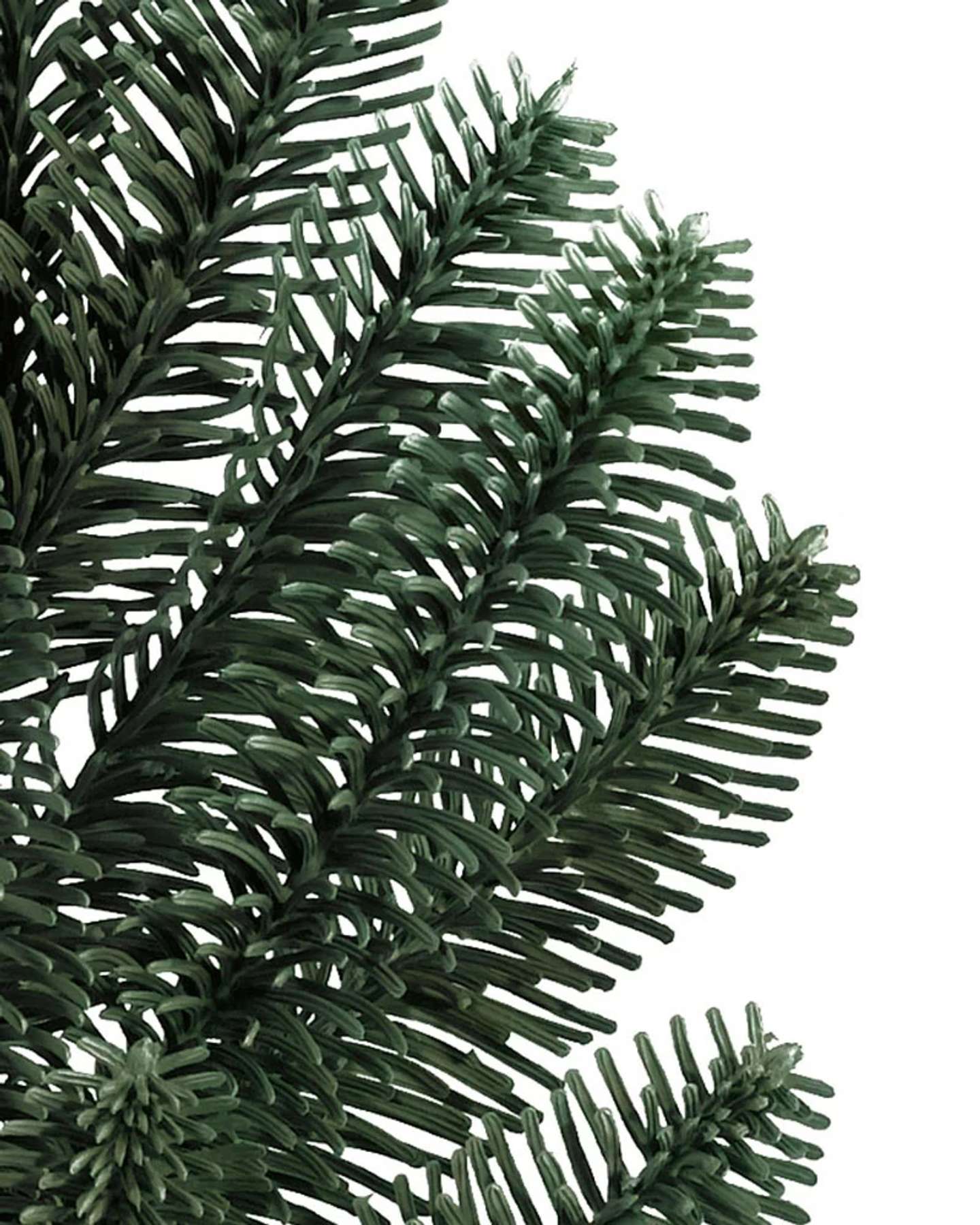 Sapin noble de 6 pi