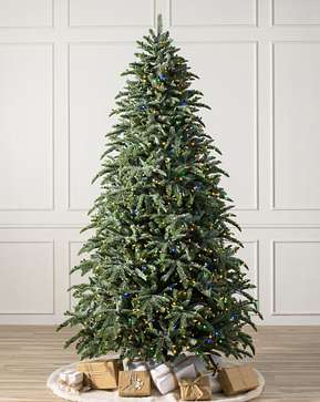 BH Noble Fir Narrow BH Noble Fir Narrow