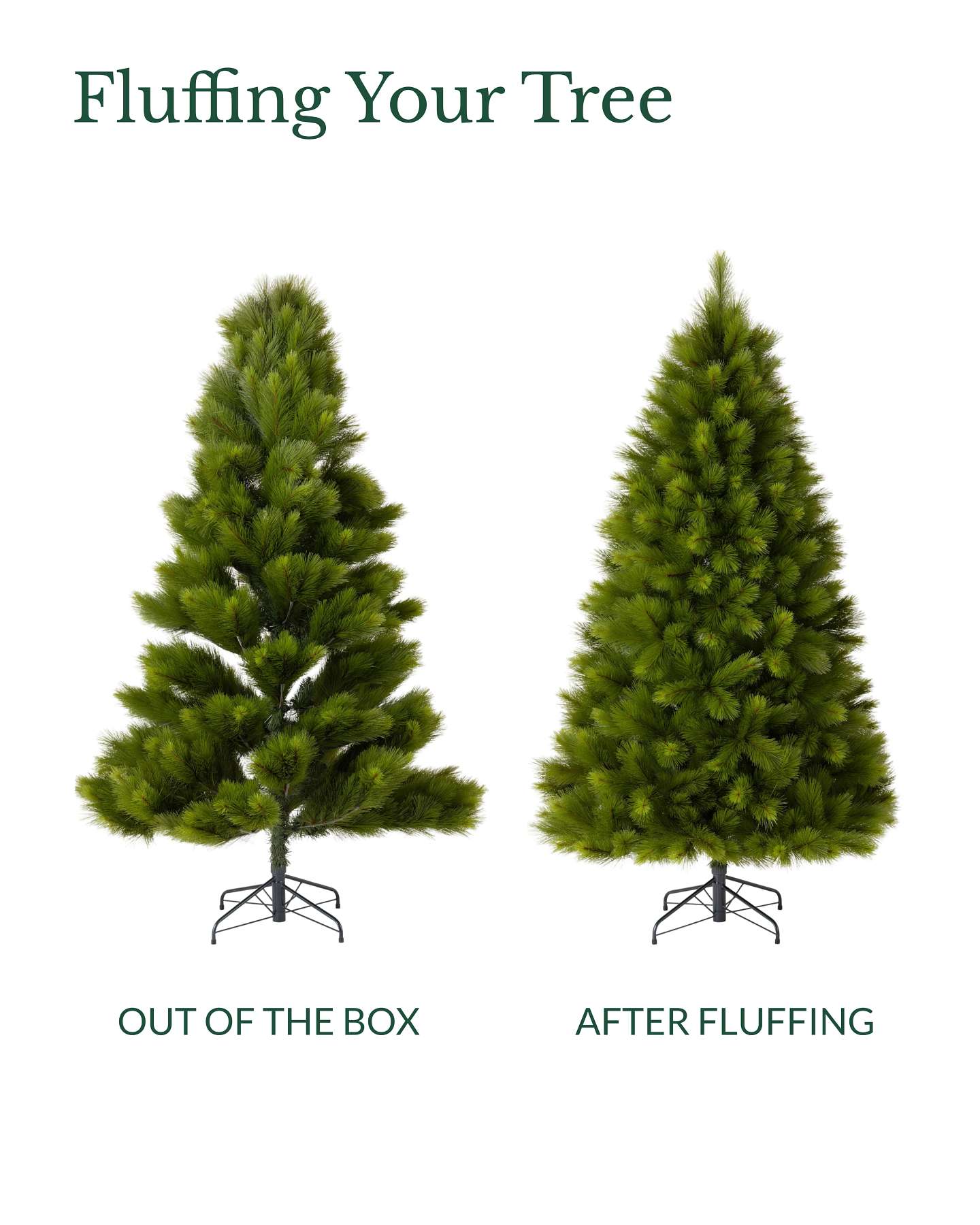 Monterey Pine