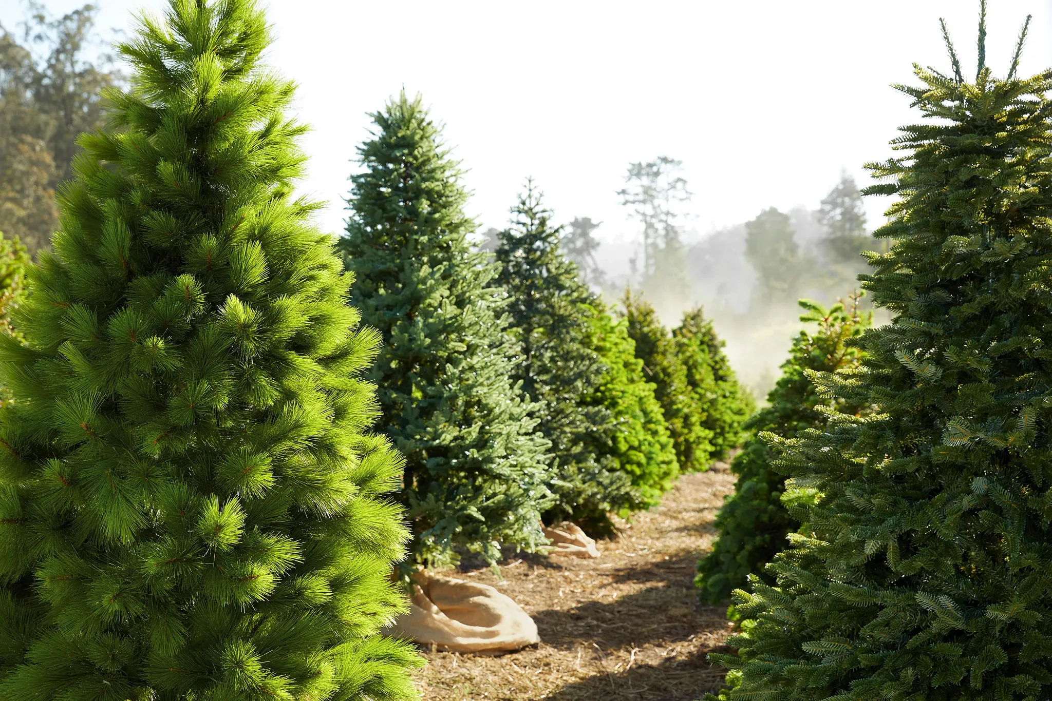 A row of lush, green Christmas trees in a misty field, showcasing various sizes and types, ready for the holiday season.