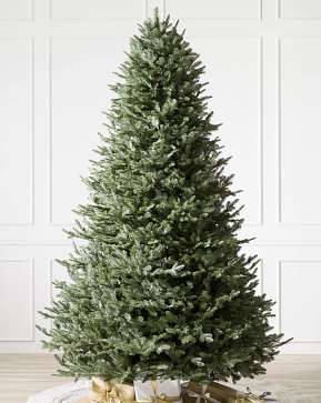 BH Balsam Fir BH Balsam Fir